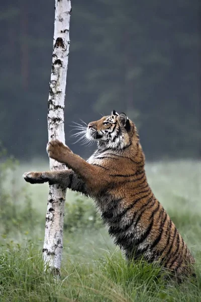 A szibériai tigris (Panthera tigris Tigris) vagy az Amur tigris (Panthera tigris altaica) a legelőn. — Stock Fotó