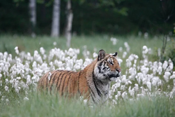 Der sibirische Tiger (panthera tigris tigris) oder der Amurtiger (panthera tigris altaica) im Grasland. — Stockfoto