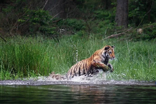 Tygrys syberyjski (Panthera tigris tigris) lub tygrys amurski (Panthera tigris altaica) w lesie spacerujący w wodzie. — Zdjęcie stockowe