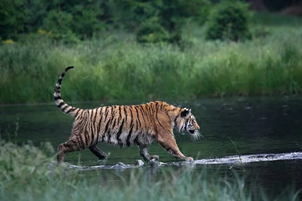 O tigre siberiano (Panthera tigris Tigris), ou tigre de Amur (Panthera tigris altaica) na floresta caminhando em uma água . — Fotografia de Stock