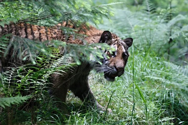 Le tigre de Sibérie (Panthera tigris Tigris), ou tigre d'Amour (Panthera tigris altaica) dans la forêt . — Photo