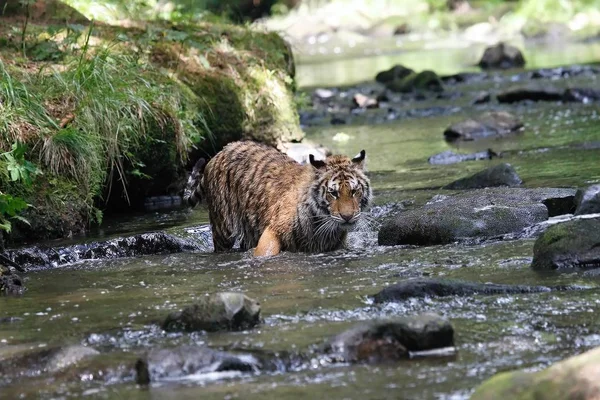 Le tigre de Sibérie (Panthera tigris Tigris), ou tigre d'Amour (Panthera tigris altaica) dans la forêt marchant dans une rivière . — Photo