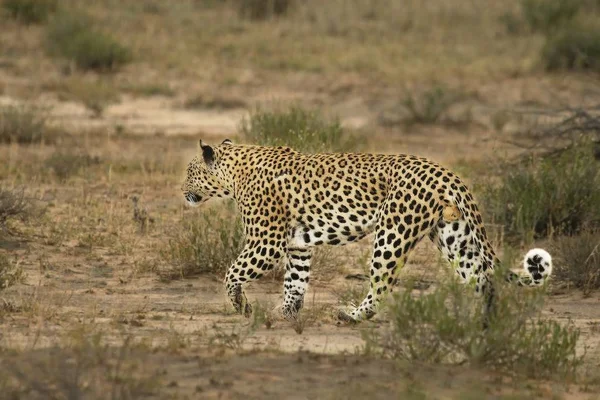 O leopardo africano (Panthera pardus pardus) caminhando em areia seca no deserto de Kalahari . — Fotografia de Stock