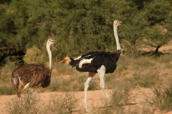 Dvojice pštrosů nebo pštrosů (Struthio camelus) se prochází v poušti — Stock fotografie