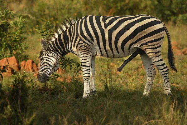 A síkság zebra (Equus quagga, korábban Equus burchellii) mail erekció és zöld háttér. — Stock Fotó