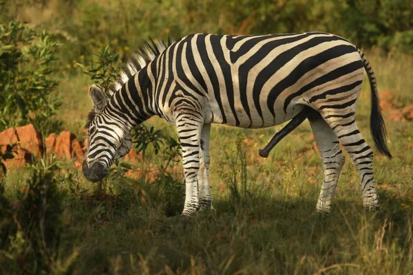 Planiny zebra (Equus quagga, dříve Equus burchellii) mail s erekcí a zeleným pozadím. — Stock fotografie