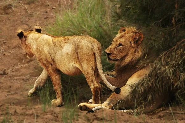 Löwenmännchen mit Löwin (Panthera leo) spaziert durch die Kalahari-Wüste und sucht den Rest seines Stolzes. — Stockfoto