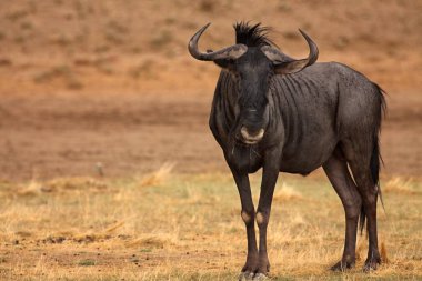 Mavi bir antilop (Connochaetes taurinus) Kalahari çölünde sakin bir şekilde saklanır ve yırtıcıları arar.. 