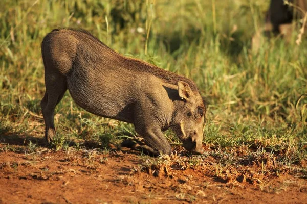 De gewone wrattenzwijn (Phacochoerus africanus) die zich in de avondzon voedt met het groene gras. — Stockfoto