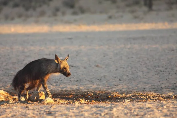 A hiena marrom (Parahyaena brunnea) correndo do buraco da água ao sol da manhã. — Fotografia de Stock