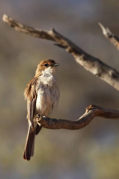 The Marico flycatcher (Melaenornis mariquensis), also called or Mariqua flycatcher, sitting on the smyll branch. — Stock Photo, Image