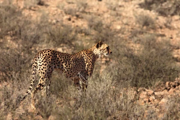 El macho guepardo (Acinonyx jubatus) caminando a través de la arena en el desierto de Kalahari bajo el sol de la tarde . — Foto de Stock