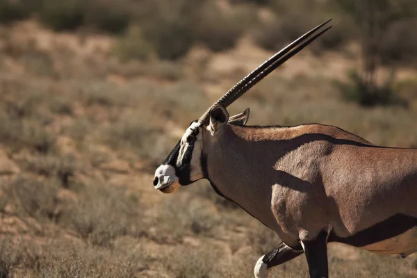 A gemsbok vagy gemsbuck (Oryx gazella) sétál a vörös homokdűnén vörös homokkal és száraz fűvel körülvéve. — Stock Fotó