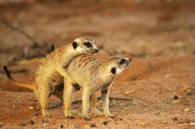 İki mirket (Suricata suricatta) (Timon) Kalahari çölünde kırmızı kum üzerinde etrafı kolaçan ediyor..