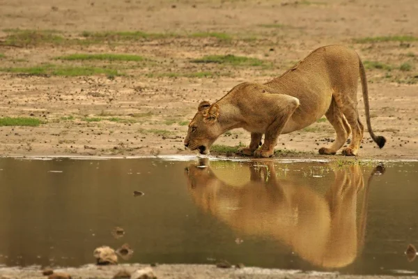 Leeuwenvrouw (Panthera leo) die uit het moeras in de Kalahari woestijn stroomt en op zoek is naar de rest van haar trots. — Stockfoto