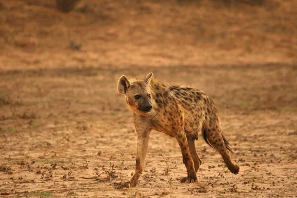 Osamělá skvrnitá hyena (Crocuta crocuta) (smích hyena) dává pohled a jde přes vyprahlou poušť v Kalahari. — Stock fotografie