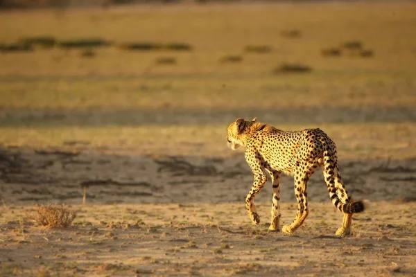 A chita (Acinonyx jubatus) felina caminhando pelo caminho da areia no deserto de Kalahari ao sol da noite . — Fotografia de Stock