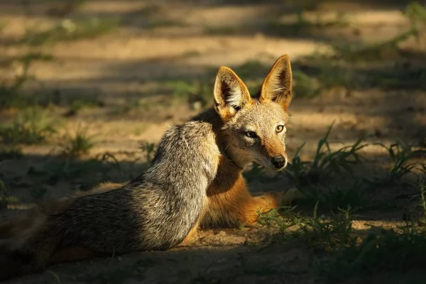 Black-backed Jackal (Canis mesomelas) in Kalahari desert have a rest in shade  close to waterhole in sunset light. — Stock Photo, Image