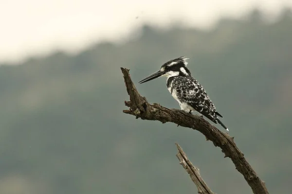 Pied kingfisher (Ceryle rudis) sitting on a branch and looking around. Pied kingfisher on the hunt. — Stock Photo, Image