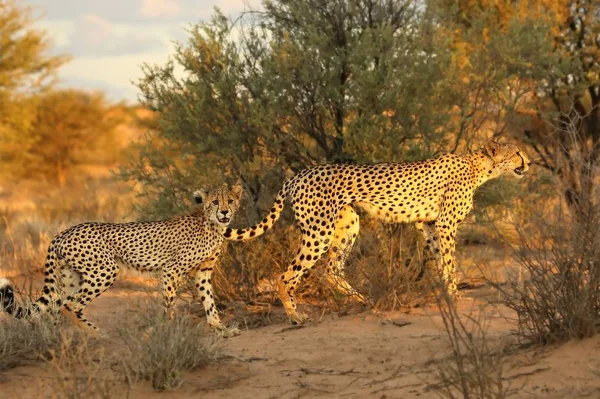 A chita (Acinonyx jubatus) felina com seu filhote andando pela areia no deserto de Kalahari ao sol da noite . — Fotografia de Stock