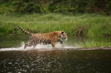 Sibirya kaplanı (Panthera tigris Dicle) veya Amur kaplanı (Panthera tigris altaica) ormanda suda yürür..