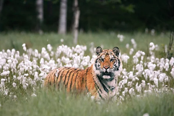 Der sibirische Tiger (panthera tigris tigris) oder der Amurtiger (panthera tigris altaica) im Grasland. — Stockfoto