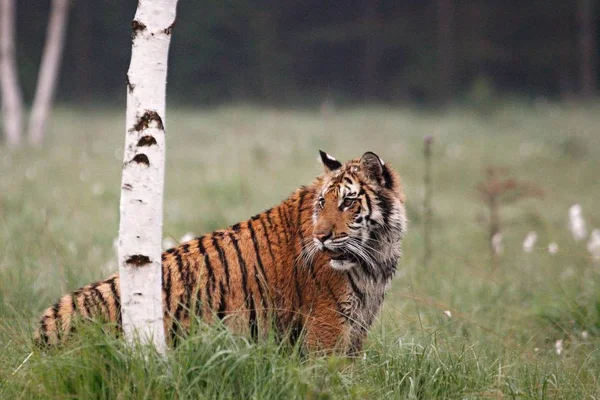 Der sibirische Tiger (panthera tigris tigris) oder der Amurtiger (panthera tigris altaica) im Grasland. — Stockfoto