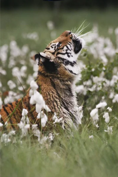 O tigre siberiano (Panthera tigris Tigris), ou tigre de Amur (Panthera tigris altaica) na pastagem . — Fotografia de Stock