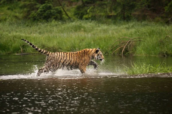 O tigre siberiano (Panthera tigris Tigris), ou tigre de Amur (Panthera tigris altaica) na floresta caminhando em uma água . — Fotografia de Stock