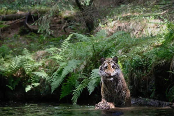 Le tigre de Sibérie (Panthera tigris Tigris), ou tigre d'Amour (Panthera tigris altaica) dans la forêt marchant dans une rivière . — Photo