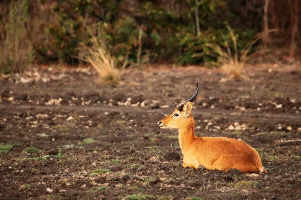 Der lechwe, auch als Roter Wasserbock (kobus leche) bekannt, der im trockenen Busch liegt. — Stockfoto