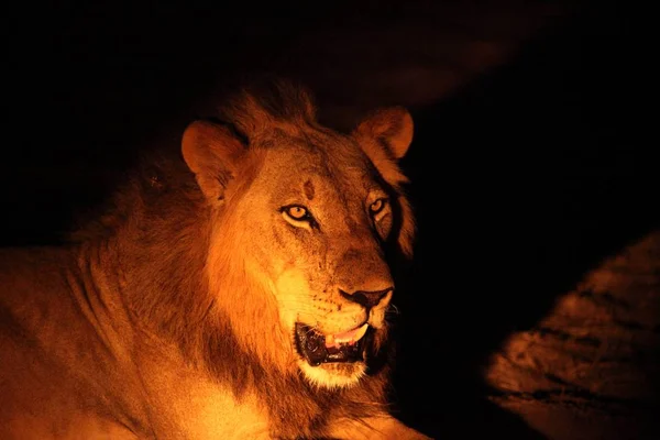 Un giovane leone maschio (Panthera leo) sdraiato nella notte buia fino a chiudere . — Foto Stock