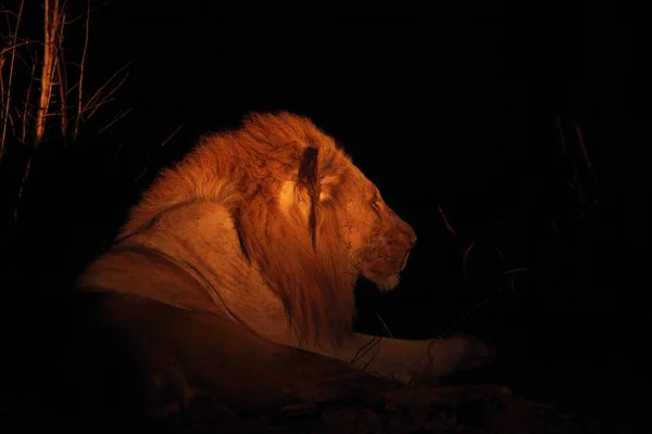 Un enorme leone maschio (Panthera leo) sdraiato nella notte buia fino a chiudere . — Foto Stock