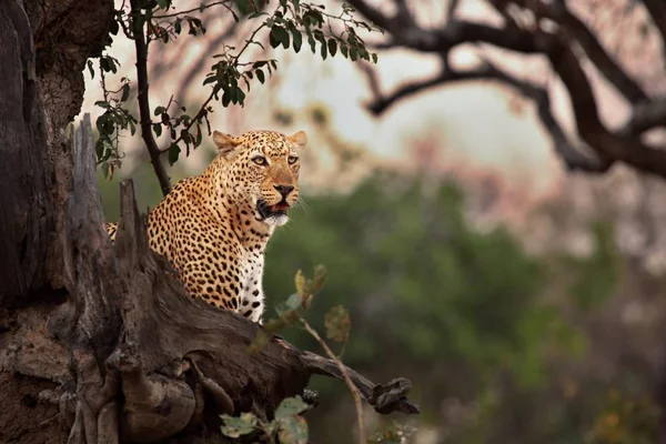 Огромный самец африканского леопарда (Panthera pardus pardus) отдыхает на закате рядом с деревом . — стоковое фото