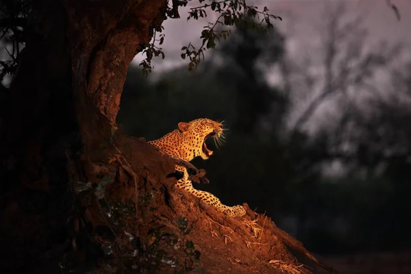 Величезний африканський леопард (Panthera pardus pardus) самець відпочиває біля дерева під час заходу сонця.. — стокове фото