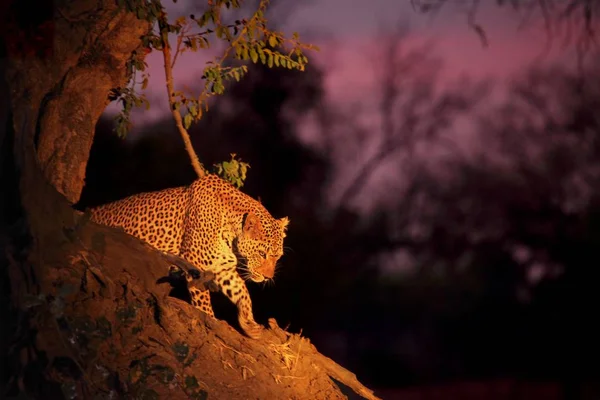 El enorme leopardo africano (Panthera pardus pardus) macho descansa cerca del árbol al atardecer . — Foto de Stock