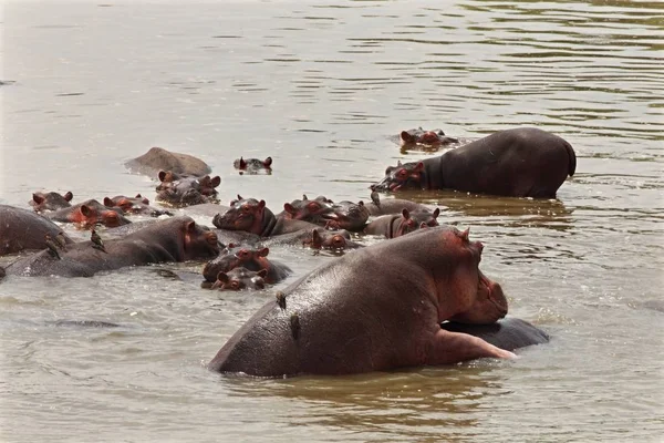 Vízilovak (Hippopotamus amphibius) egy csoportja a vízben. — Stock Fotó