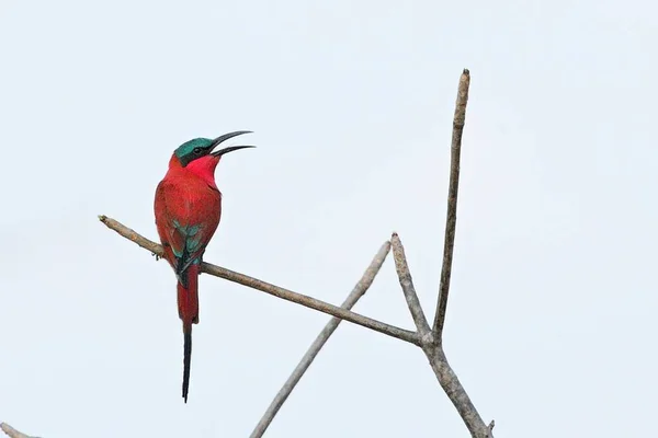 El abejorro carmín del sur (Merops nubicoides) sentado en la pequeña rama seca, cielo blanco en el fondo . — Foto de Stock