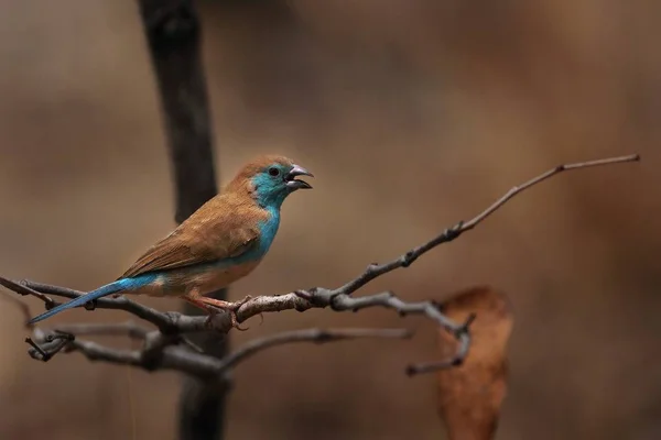 Синий восковик (Uraeginthus angolensis), сидящий на ветке . — стоковое фото