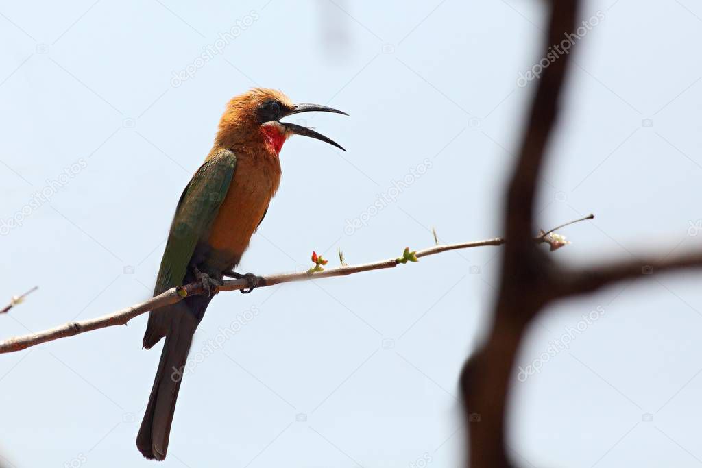 The blue-tailed bee-eater (Merops philippinus) sitting on the small dry branch