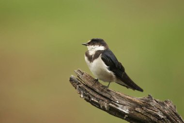 Beyaz boğazlı kırlangıç (Hirundo albigularis) yeşil arka planlı kahverengi dalda oturur..