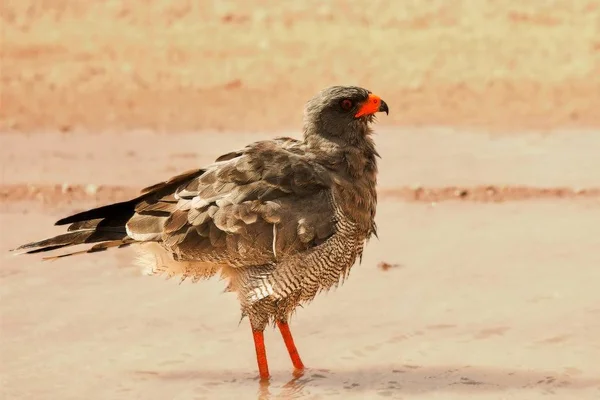 Der Südliche Singfalke (melierax canorus) badet. — Stockfoto