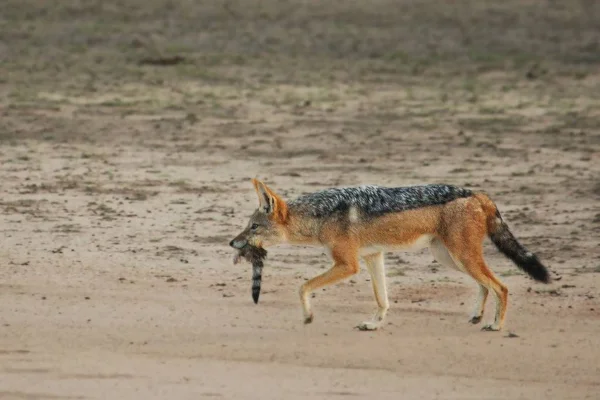 Šakal černý (Canis mesomelas) kráčí v suchém kalaharském písku. — Stock fotografie