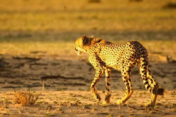 A chita (Acinonyx jubatus) felina caminhando pelo caminho da areia no deserto de Kalahari ao sol da noite . — Fotografia de Stock