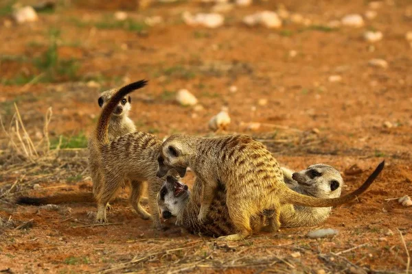 Gruppo di Meerkat (Suricata suricatta) Timon combatte nel deserto del Kalahari sulla sabbia rossa vicino alla tana . — Foto Stock