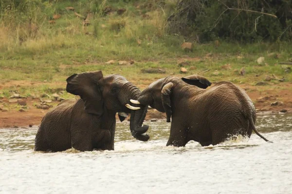 Dois elefantes africanos do mato macho (Loxodonta africana) lutando na água e salpicar a água. Elefantes na água . — Fotografia de Stock