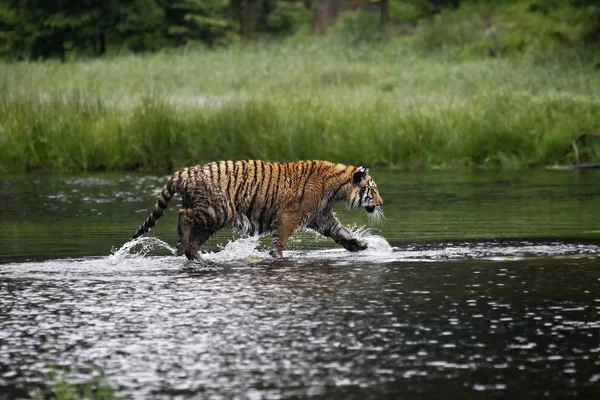 O tigre siberiano (Panthera tigris Tigris), ou tigre de Amur (Panthera tigris altaica) na floresta caminhando em uma água . — Fotografia de Stock