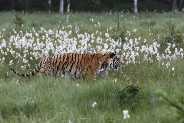 The Siberian tiger (Panthera tigris Tigris), or  Amur tiger (Panthera tigris altaica) in the grassland. — Stock Photo, Image