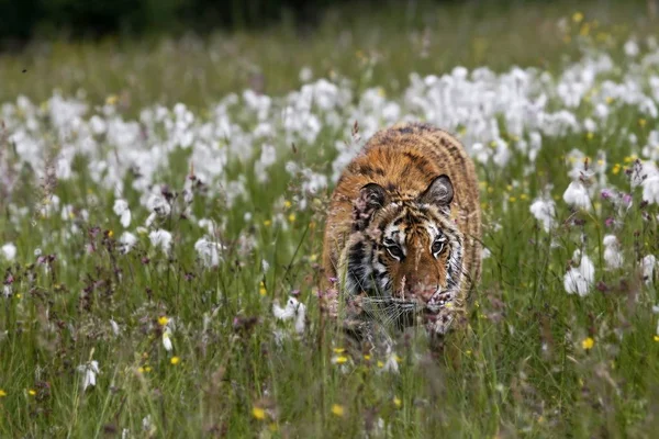 The Siberian tiger (Panthera tigris Tigris), or  Amur tiger (Panthera tigris altaica) in the grassland. — Stock Photo, Image