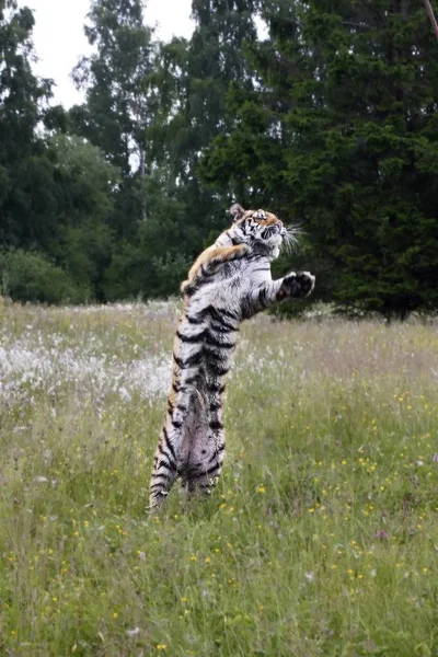 A szibériai tigris (Panthera tigris Tigris) vagy az Amur tigris (Panthera tigris altaica) a legelőn. — Stock Fotó
